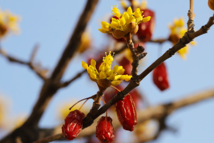 구례 산수유축제기간