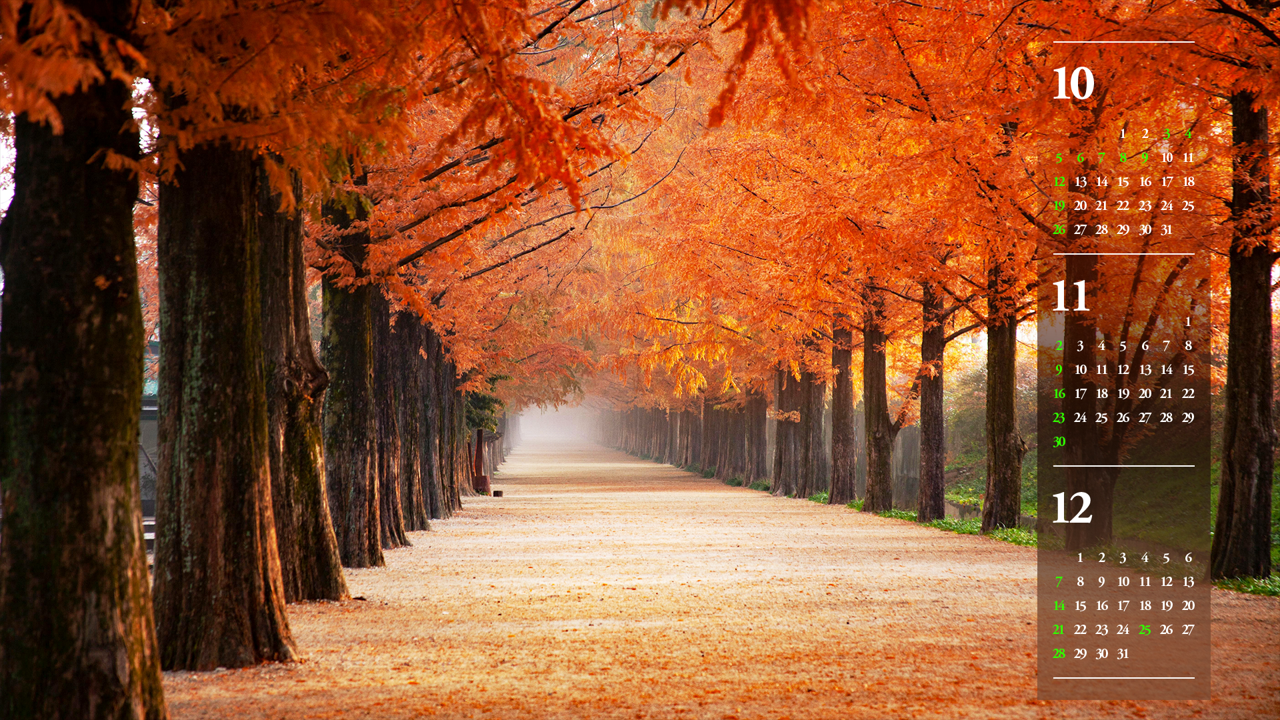 08 메타세쿼이아 단풍길 B - 2025년11월 노트북배경화면