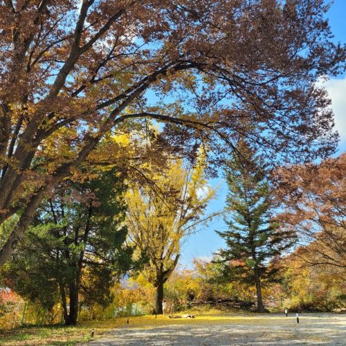 별보는마을캠핑장_가을단풍