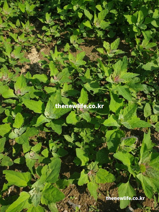 명아주 나물 효능 성질