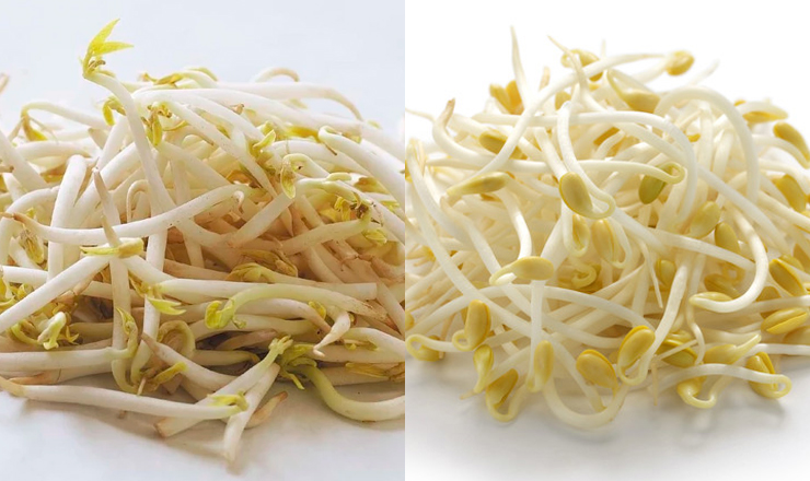 숙주 콩나물