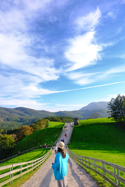 푸른 하늘 배경의 대관령 양떼 목장