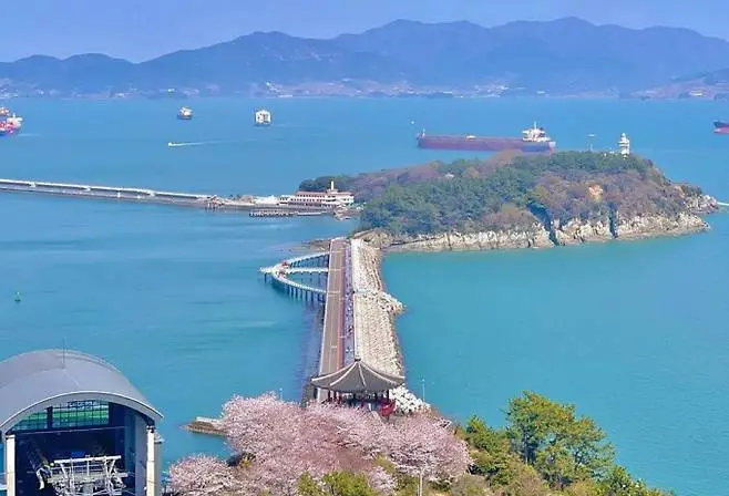 여수 오동도 벚꽃