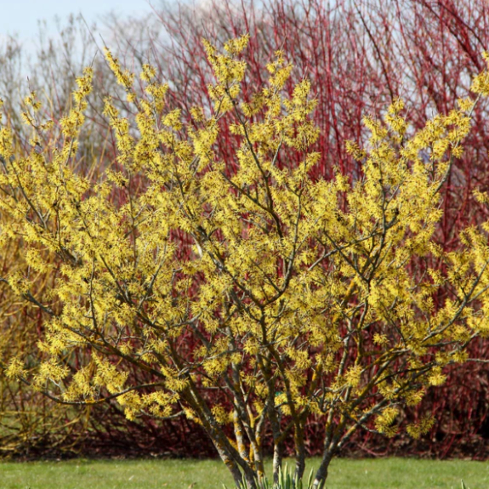 위치하젤나무 (Witch Hazel Tree)