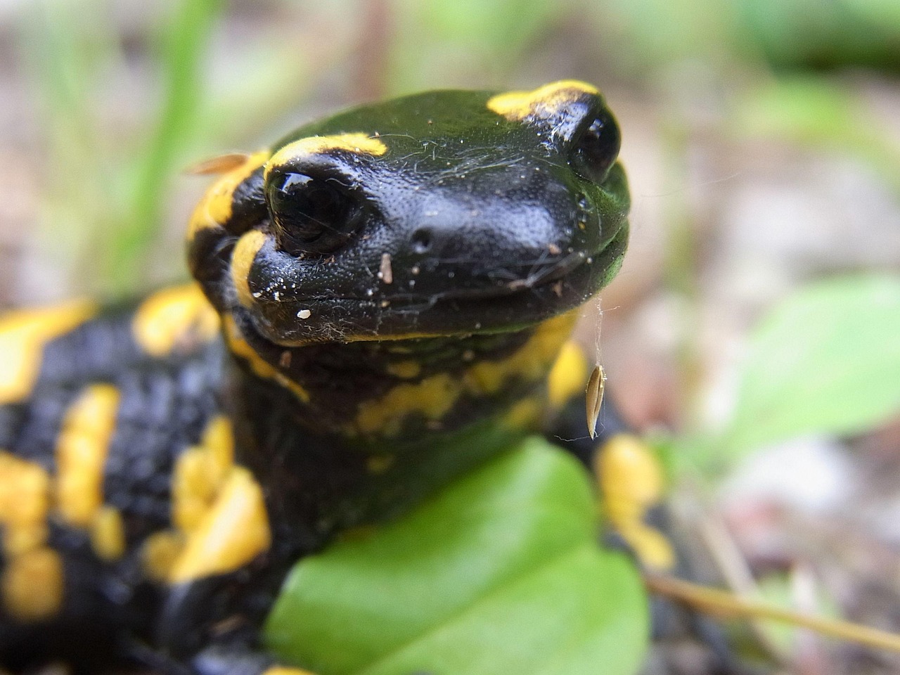 salamander 도롱뇽 애완동물 양서류