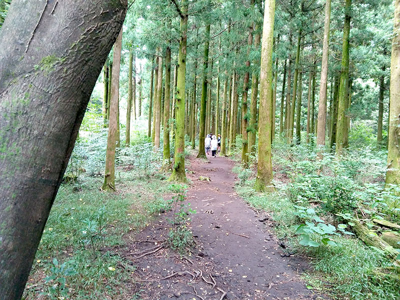 제주 사려니숲길
