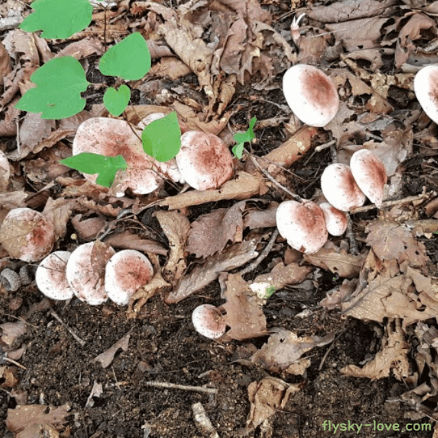 최고의 맛과 식감을 자랑하는 밤버섯