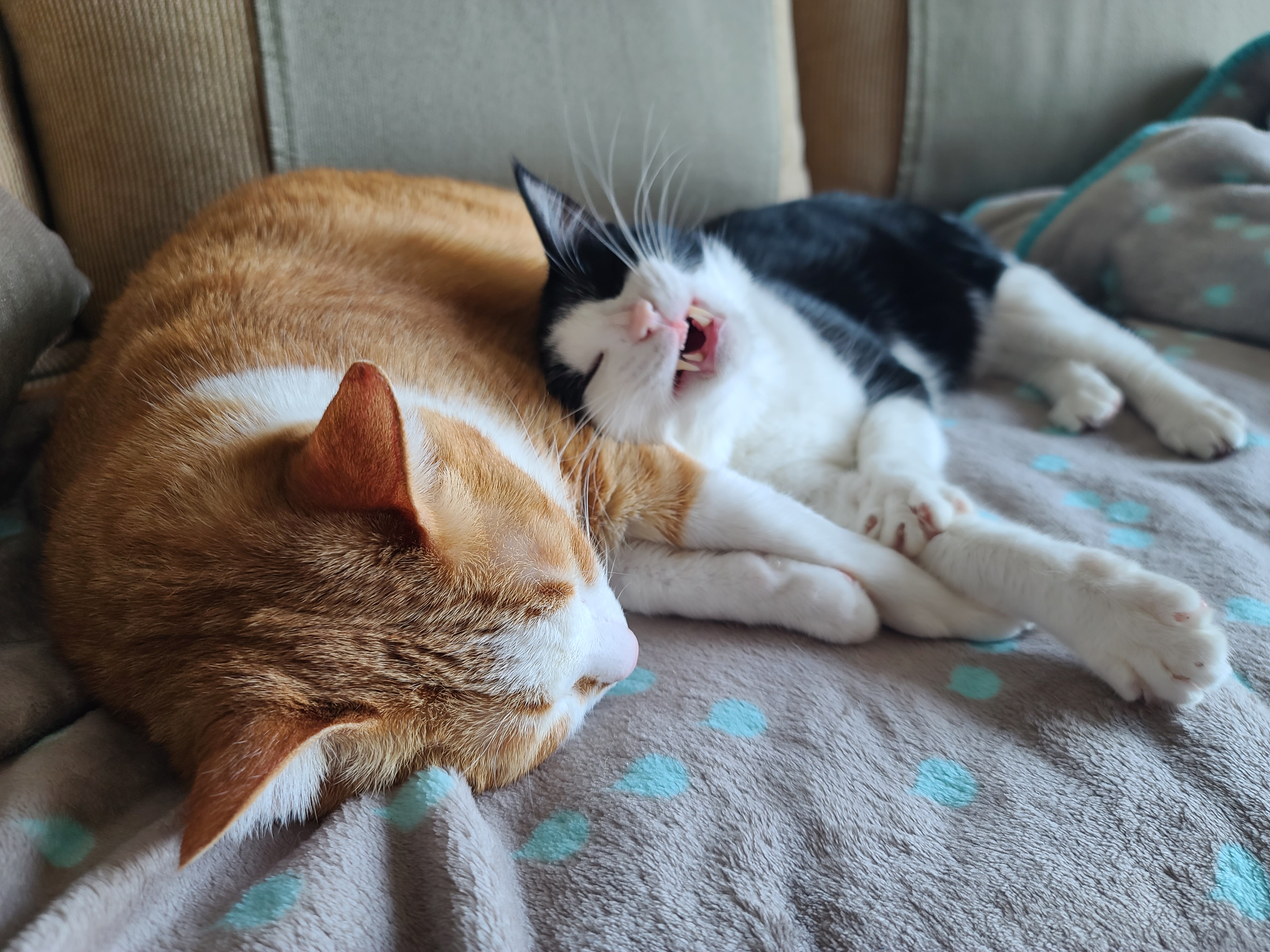 우리집 고양이들에게 치즈냥이 호야의 존재는..