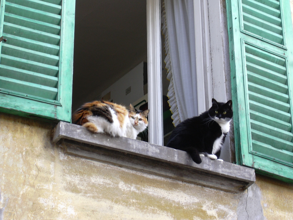 아파트에 있는 고양이 사진