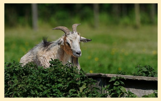 9월 6일 생명의삶 묵상 : 느헤미야 4:1~14 두려움과 믿음의 주체