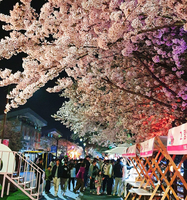 2025 여의도 벚꽃 축제