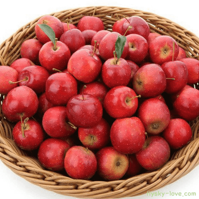 알프스오토메 미니사과