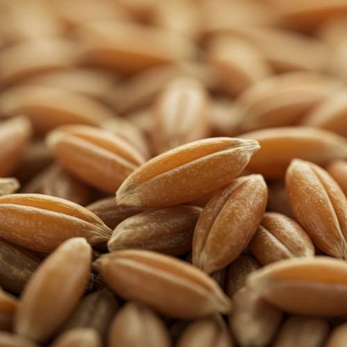 카무트효소 많이든 곡물 사진