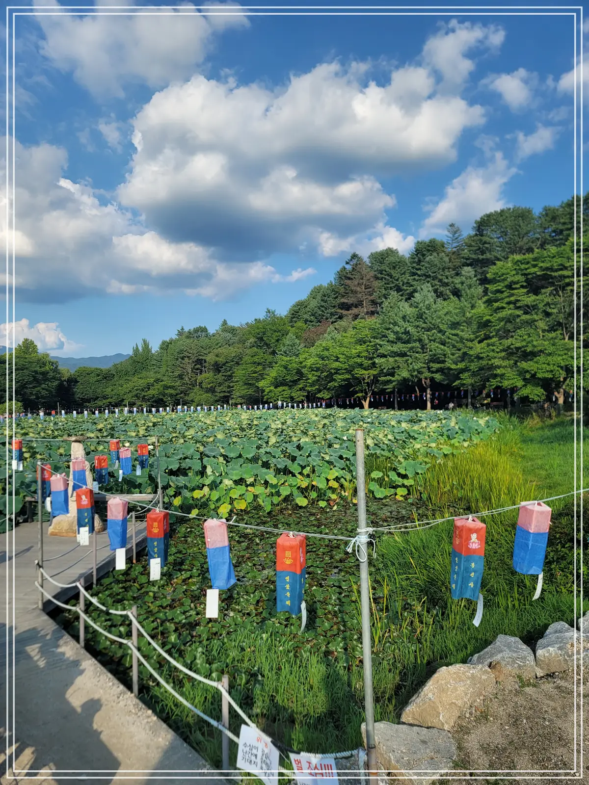 봉선사-연꽃축제-20250810_172311