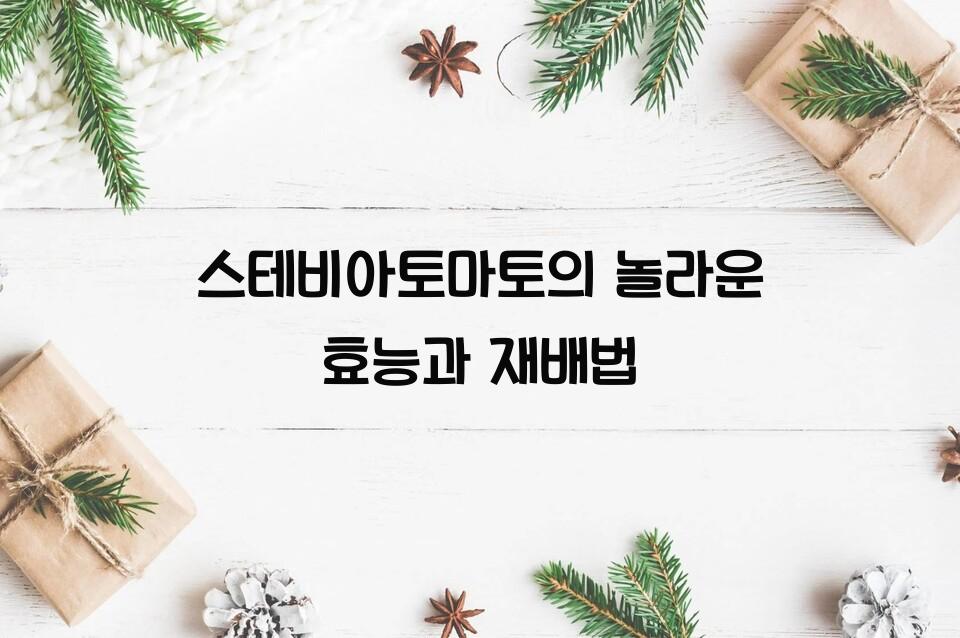스테비아토마토