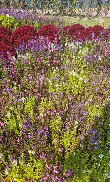 2025 순천만 국가정원 순천여행 맛집 현지인 추천 맛집 순천만 숙박