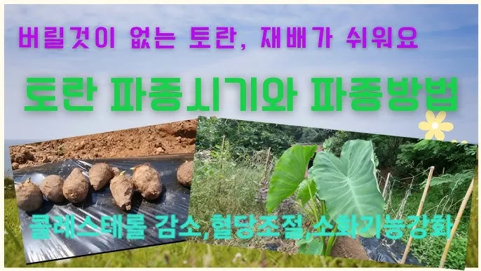 토란 재배 종자구 선택 고랑 관리 습도 조절_7