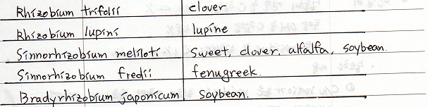 근류균과 동일교호접종군