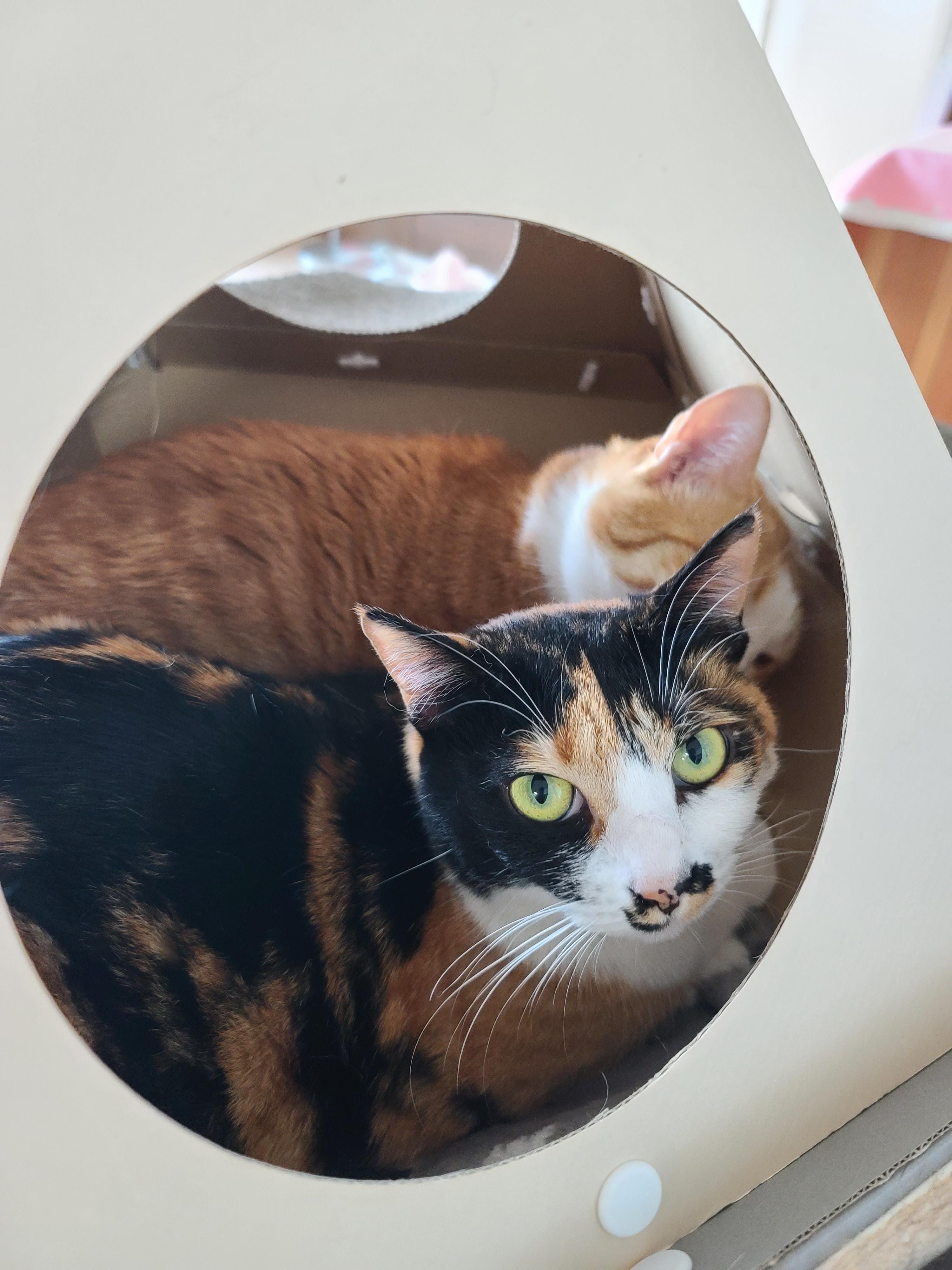 루프탑을 이용하고 싶었던 고양이 호야!(feat. 다다)