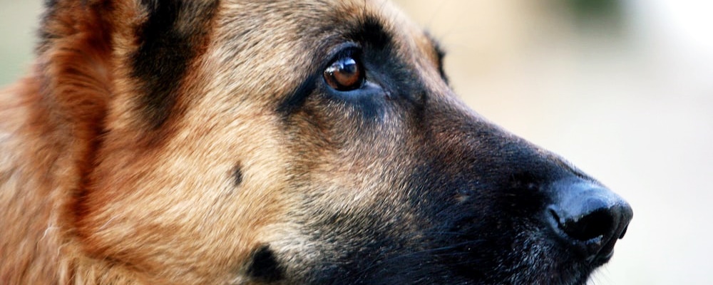 강아지 광견병 증상