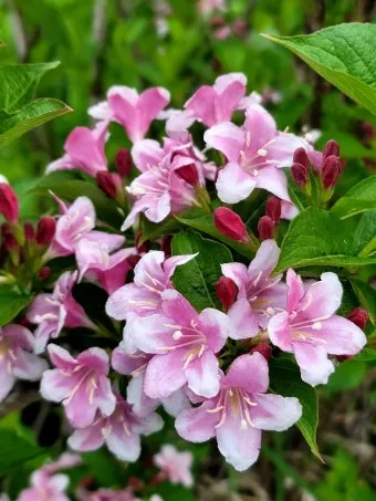 병꽃 무늬병꽃 삼색병꽃 붉은병꽃 아름다운 꽃 종류_19