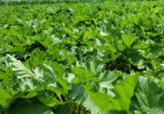 루바브 뿌리 추출물 갱년기 증상 감소 부작용