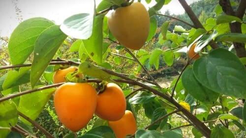 감나무재배법-감-품종-종류-단감-떫은감-봉옥-대봉