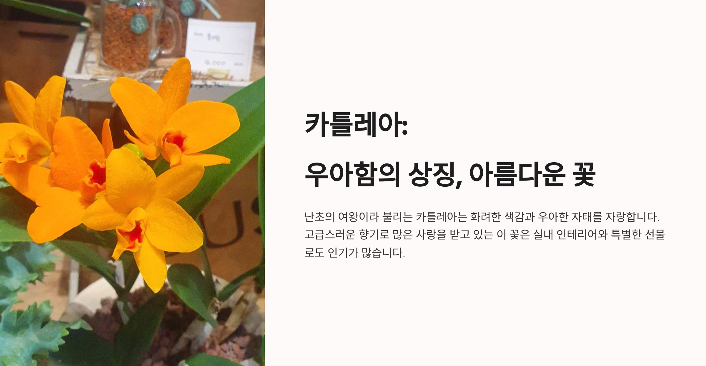 카틀레아 사진