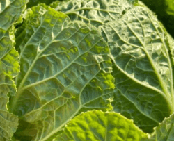 김장 배추 고르는 방법