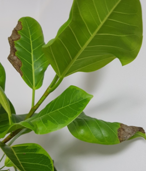 뱅갈고무나무 검은반점