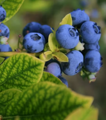 알츠하이머에 좋은 음식 영양제 식단