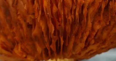 상황버섯 효능 부작용