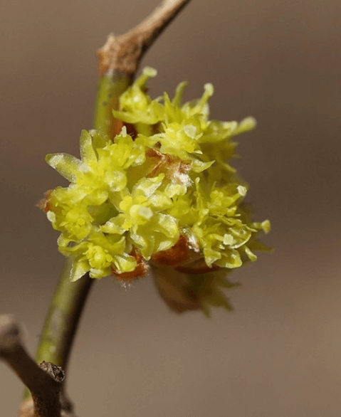 생강 나무 꽃 열매 뿌리 효능 생강 차 만들기