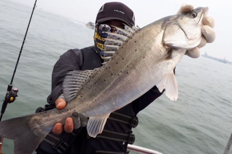 Namhae Sea Bass Boat Fishing