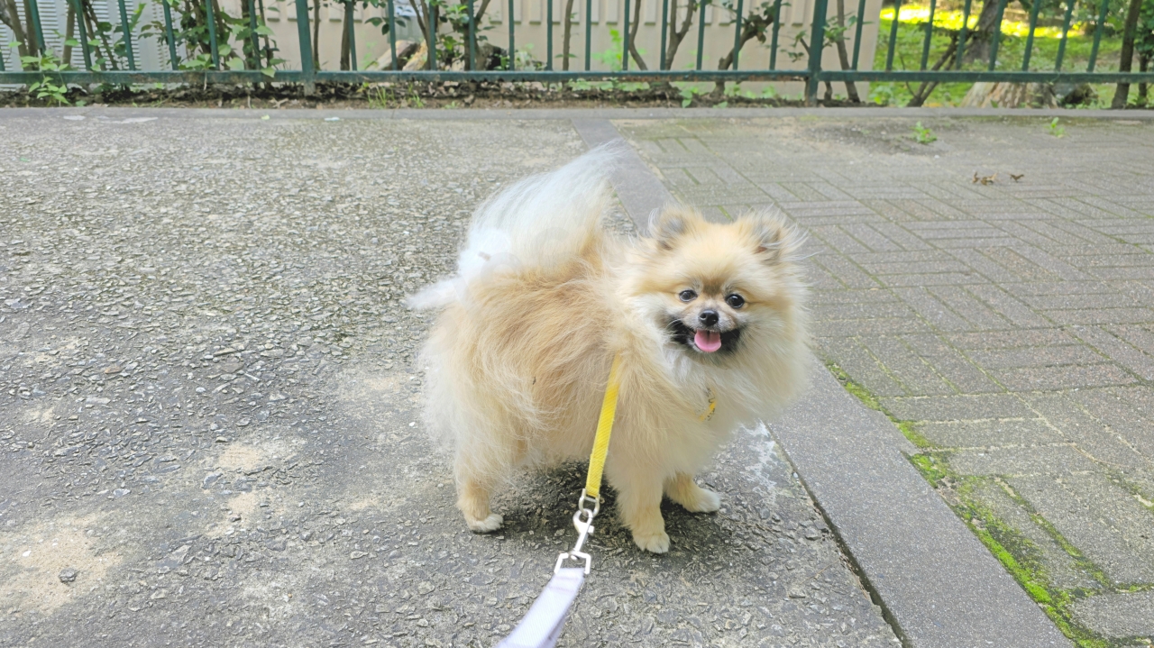다른 길로 들어서자 신난 강아지