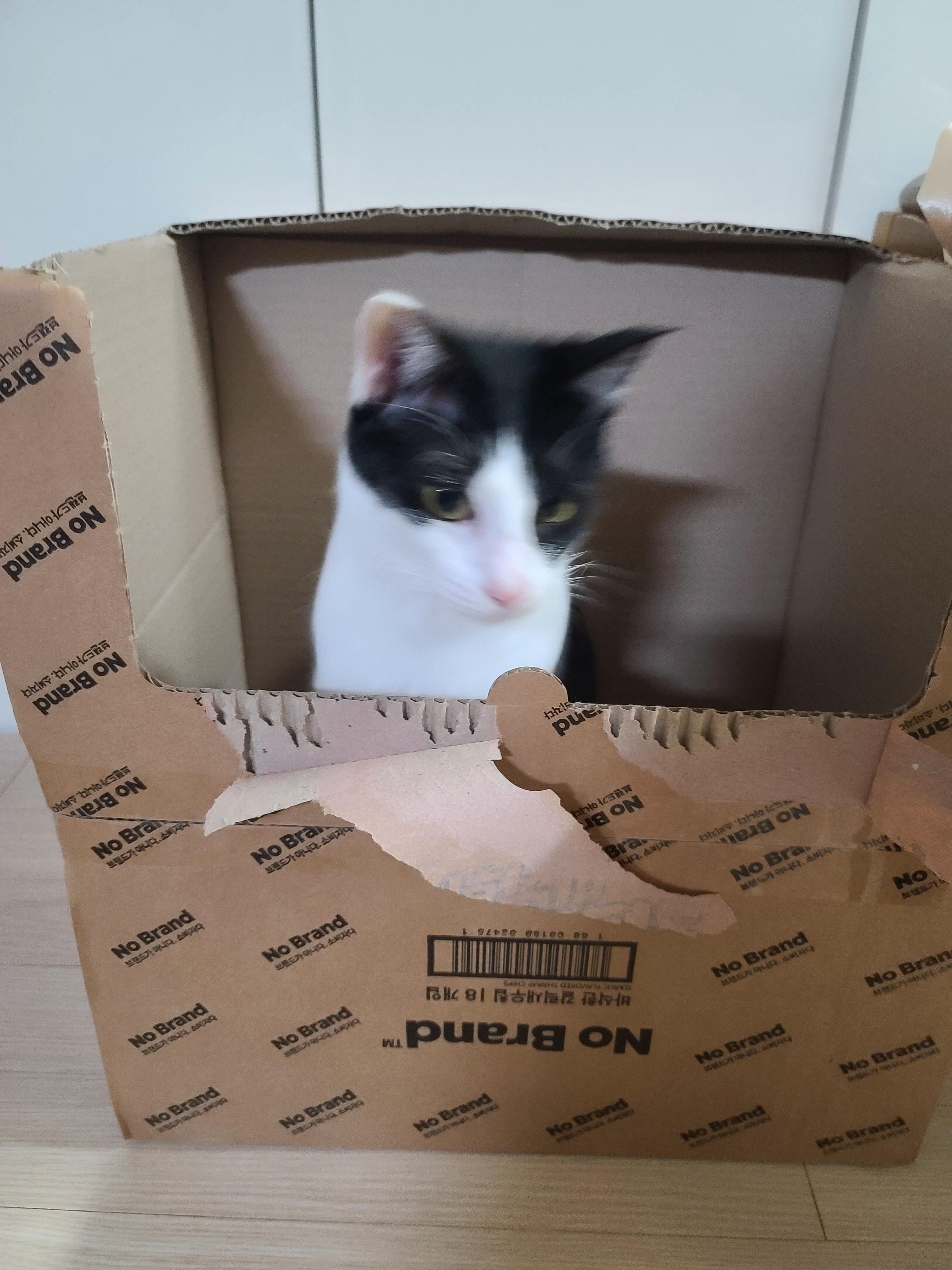 박스가 풍년이다!(feat.신난 건이와 요미.그리고 두리)