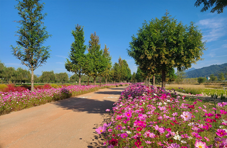 [4월~5월 여행지]만개한 꽃잔디와 봄날의 감동, 거창창포원에서 만난 힐링의 순간