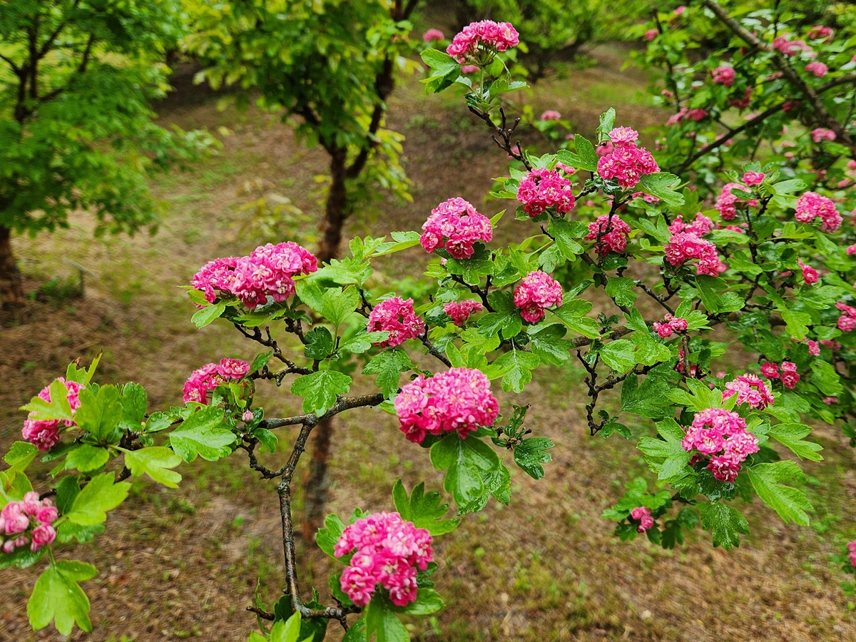 홍화산사나무(서양산사나무)