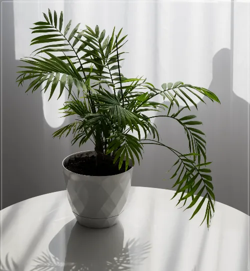 테이블야자 키우기 물주기 실내위치 통풍관리 사무실과 집 모두 적용_5