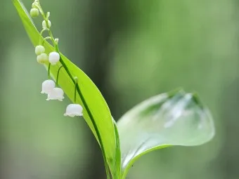 은방울꽃 꽃말 봄 꽃 꽃말 모음_22