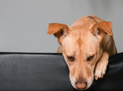 개가 마운팅하는 이유 질병의 징후.
