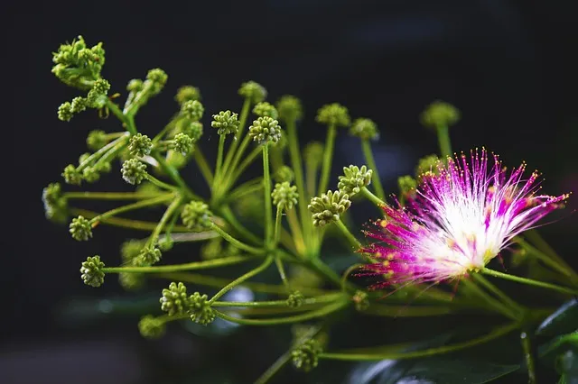 여름꽃 종류 모음 여름 꽃나무 추천 12가지 정리_7