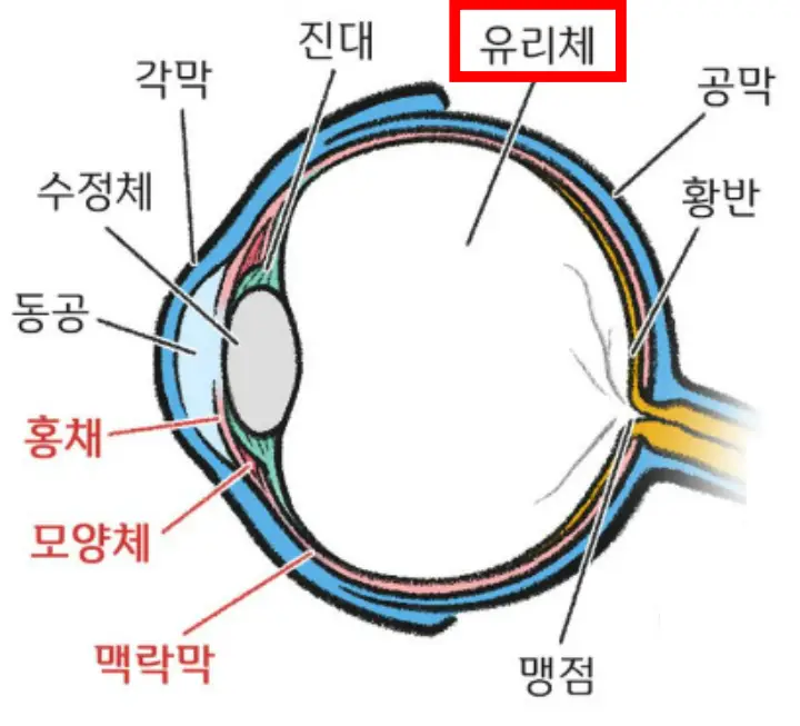안구구조-유리체 위치