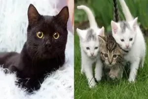 고양이