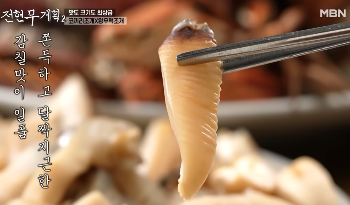 거제 코끼리조개