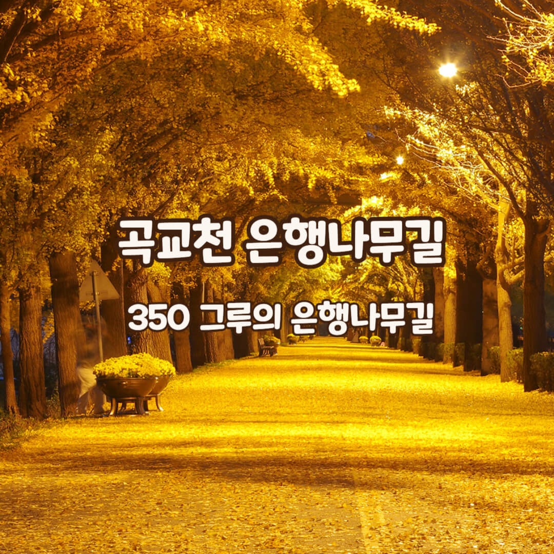 곡교천-은행나무길