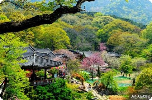 서산 유기방 가옥 수선화 축제 가격