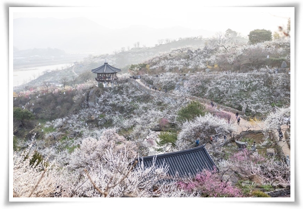 "매화" 겨울을 깨우는 은은한 향기의 비밀을 간직한 백매화 홍매화 청매화!