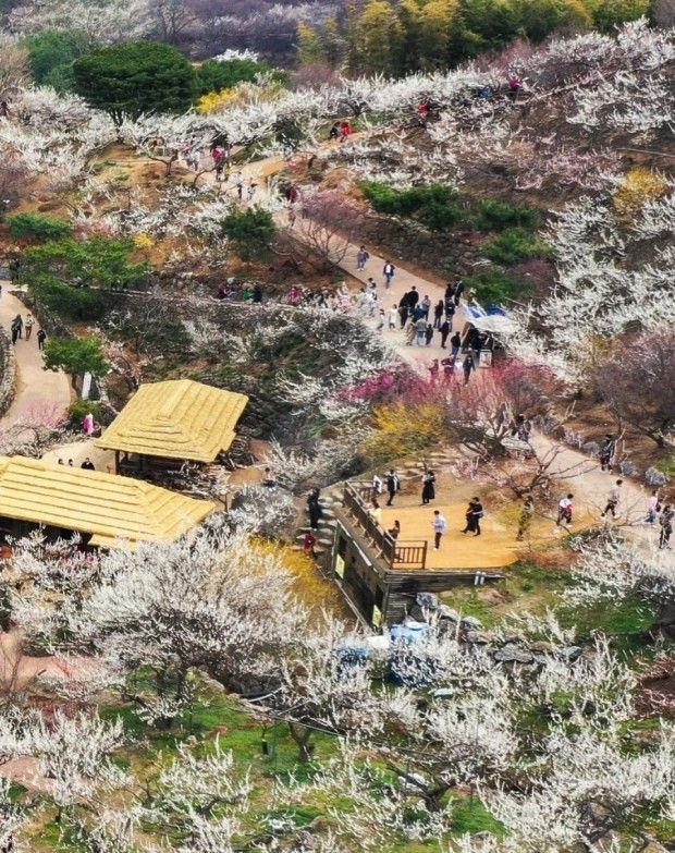 광양 매화축제
