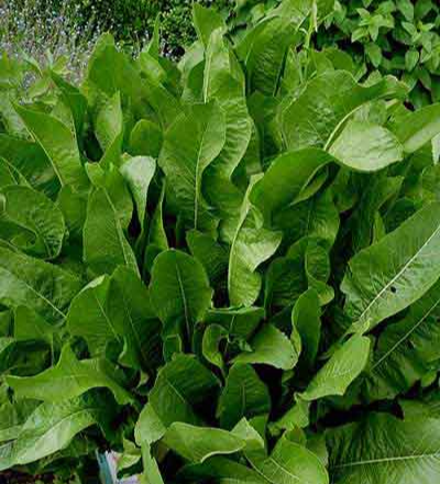 곰보배추의 효능